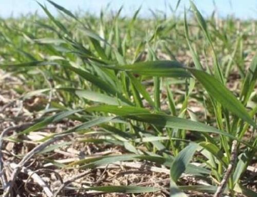Fertilizantes baratos para el trigo