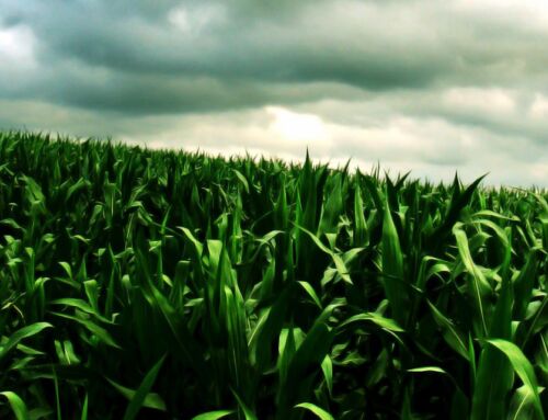 La nutrición deficiente genera grandes brechas en maíz