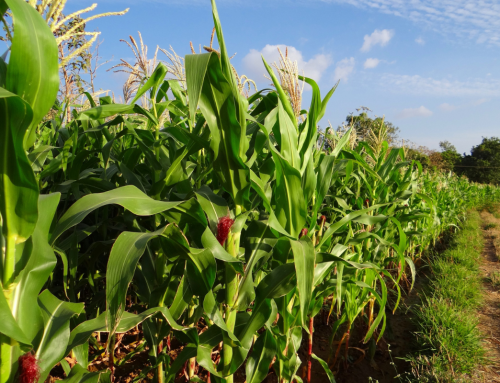 Aportes de estrategias de fertilización a la producción de maíz en la región pampeana