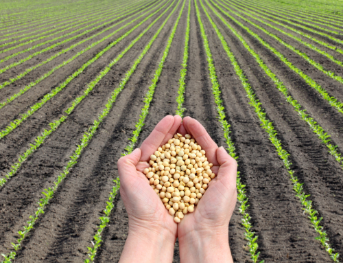 Perspectiva optimista de la demanda de fertilizantes luego de  una leve caída en 2023