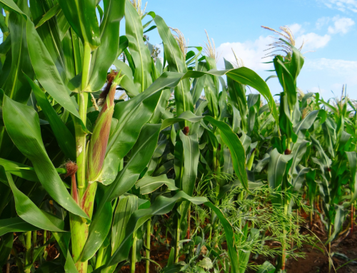 El maíz rinde solamente 53% de lo que podría