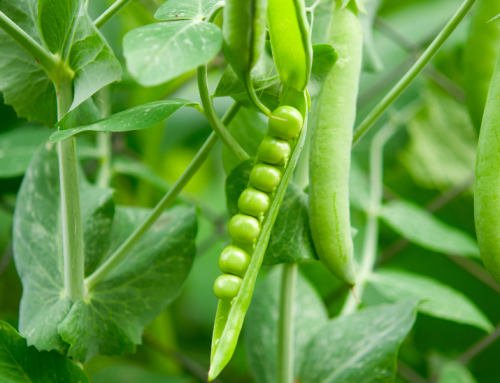 Desarrollo de bases para el manejo nutricional del cultivo de la arveja (Pisum sativum, var sativum)