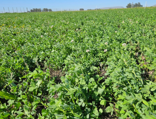 Nutrición de Pasturas: una aliada de la ganadería productiva y sustentable