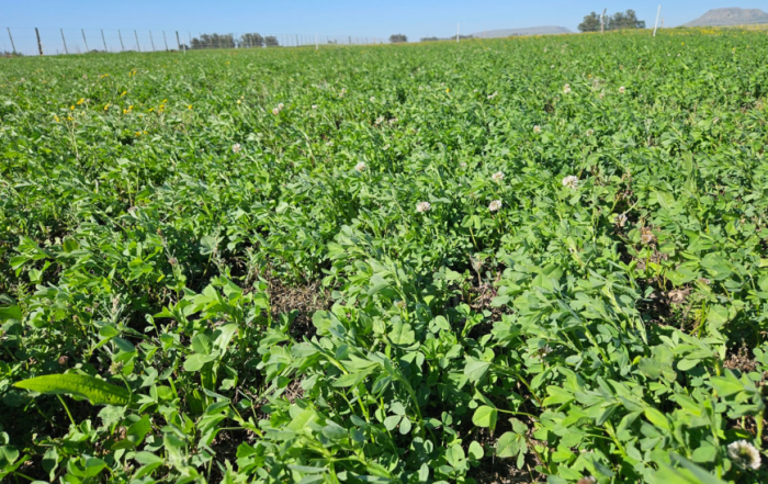 Marino 2024 - Nutricion de pasturas Horizonte A