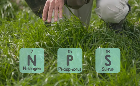 ¿Por qué es Importante la fertilización de pasturas?