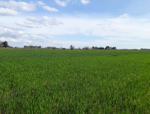 Argentina tiene el potencial de liderar la producción mundial de  alimentos biofortificados