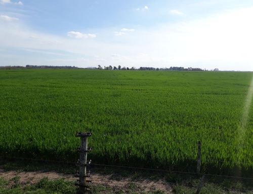 Manejo de la fertilidad del suelo y nutrición de cultivos para potenciar la productividad agrícola