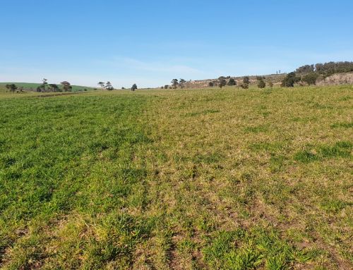 PRIMAVERA 2025: DESPUES DE LA LLUVIA, ¿QUE HACEMOS CON EL PASTO?