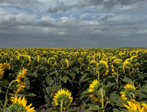 Girasol competitivo: cuando la fertilización marca la diferencia: La nutrición adecuada es hoy la gran aliada para mantener al girasol fuerte y competitivo