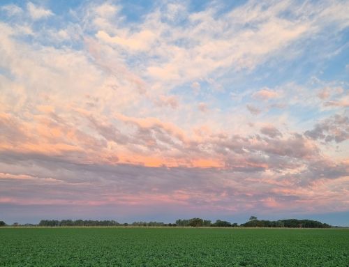 La nutrición inteligente en soja, clave para reducir brechas y mejorar la calidad del grano