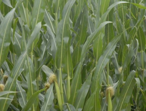 Nutrición: La fertilización del maíz tardío es esencial para maximizar el rendimiento