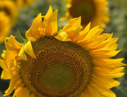 Nutrición de Girasol