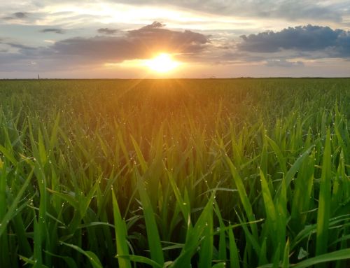 Cómo reducir Brechas de Rendimiento en Arroz
