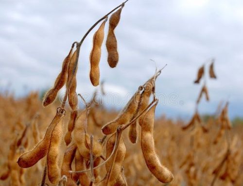 La nutrición como llave para el cierre de las Brechas de Rendimiento de Soja