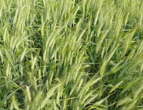 Trigo: rol de la disponibilidad de Nitrógeno y el Cultivar