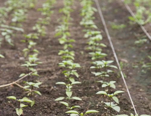 La fertilidad residual deja huella: el maní responde al manejo nutricional de los cultivos antecesores