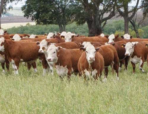 Mayor nutrición para una ganadería de alta producción