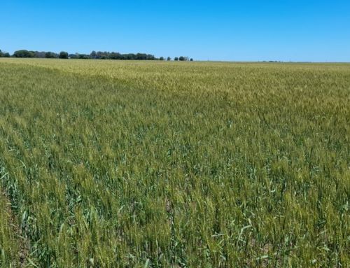 El consumo de fertilizantes consolidó su crecimiento con un aumento del 3 % en 2025