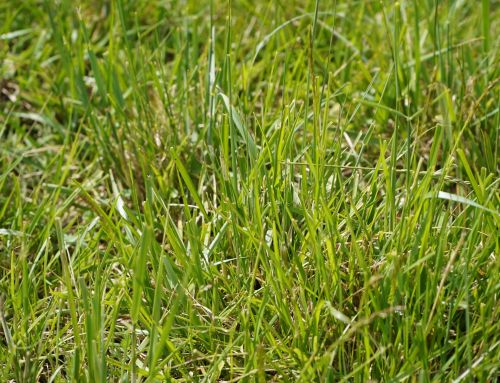 El valor del agua, uno de los ejes centrales del Simposio Regional Fertilidad 2026