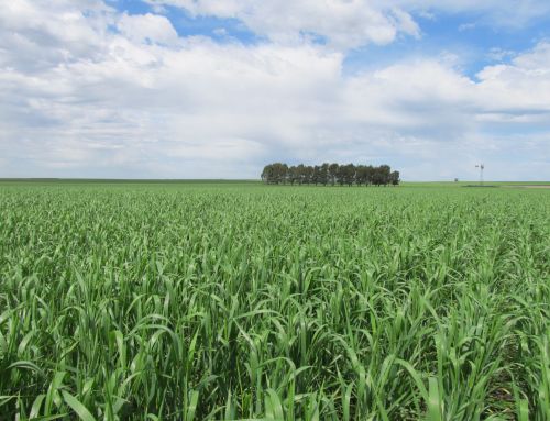 Más nutrientes, más trigo