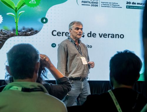 Cuál es la estrategia de nutrición de maíz para maximizar el rinde  potencial por planta